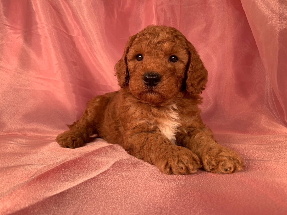 Male, Red and White, Mini Bernedoodle Puppy For Sale, DOB 5-9-2021